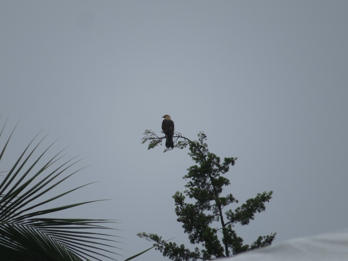 Caracara à tête jaune - ML67423091