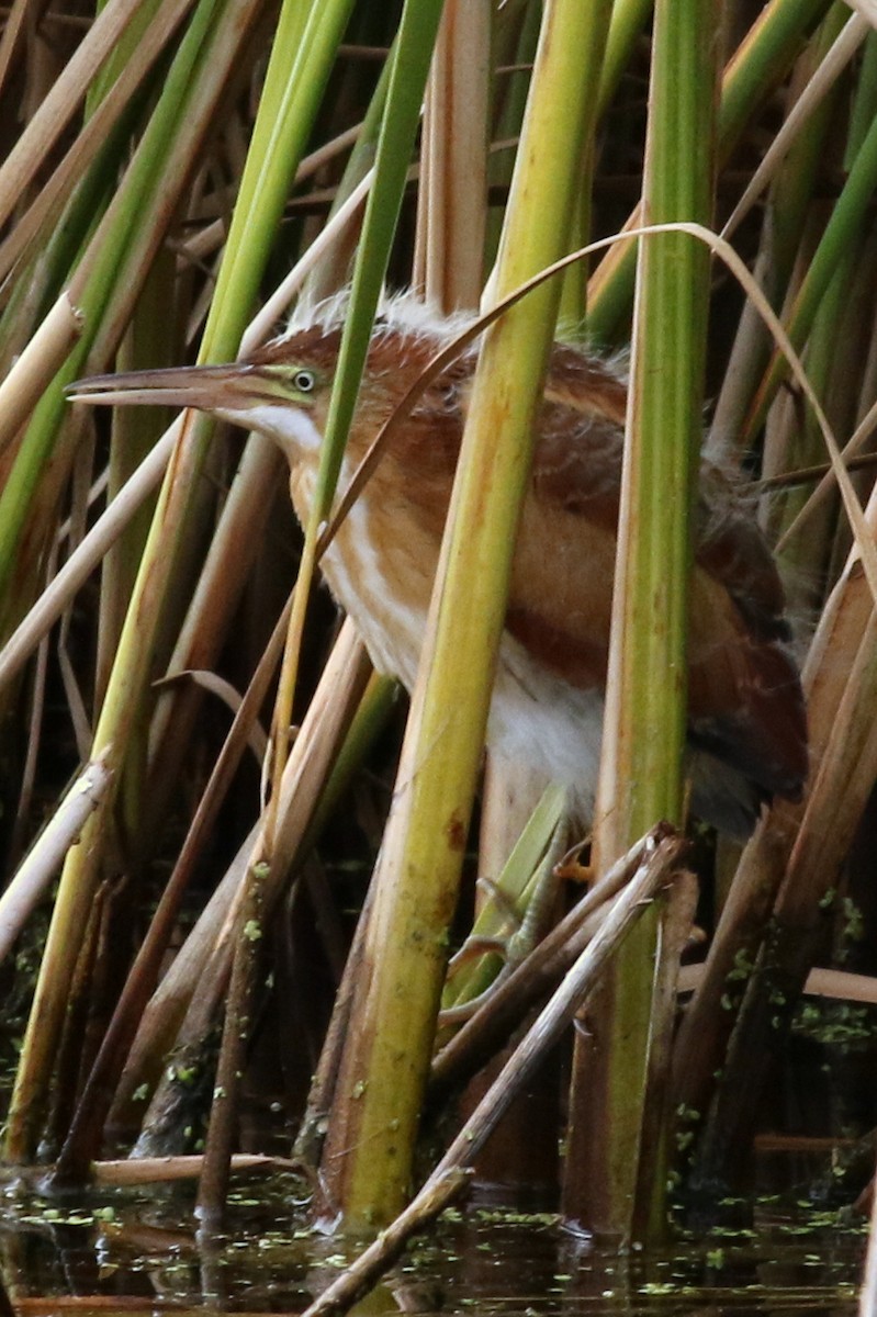 Least Bittern - Jon G.