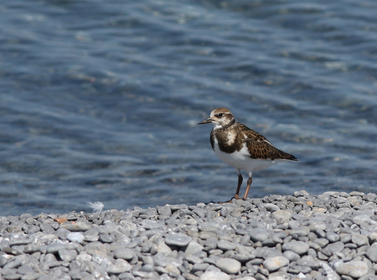 Ruddy Turnstone - Mark Patry