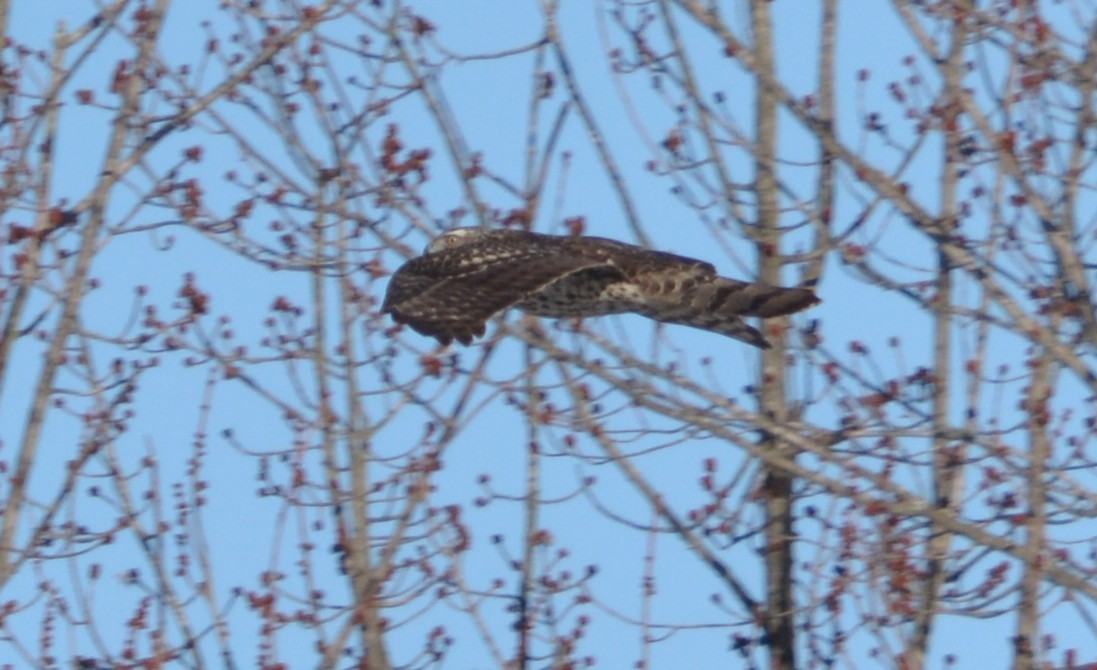 American Goshawk - ML67427671