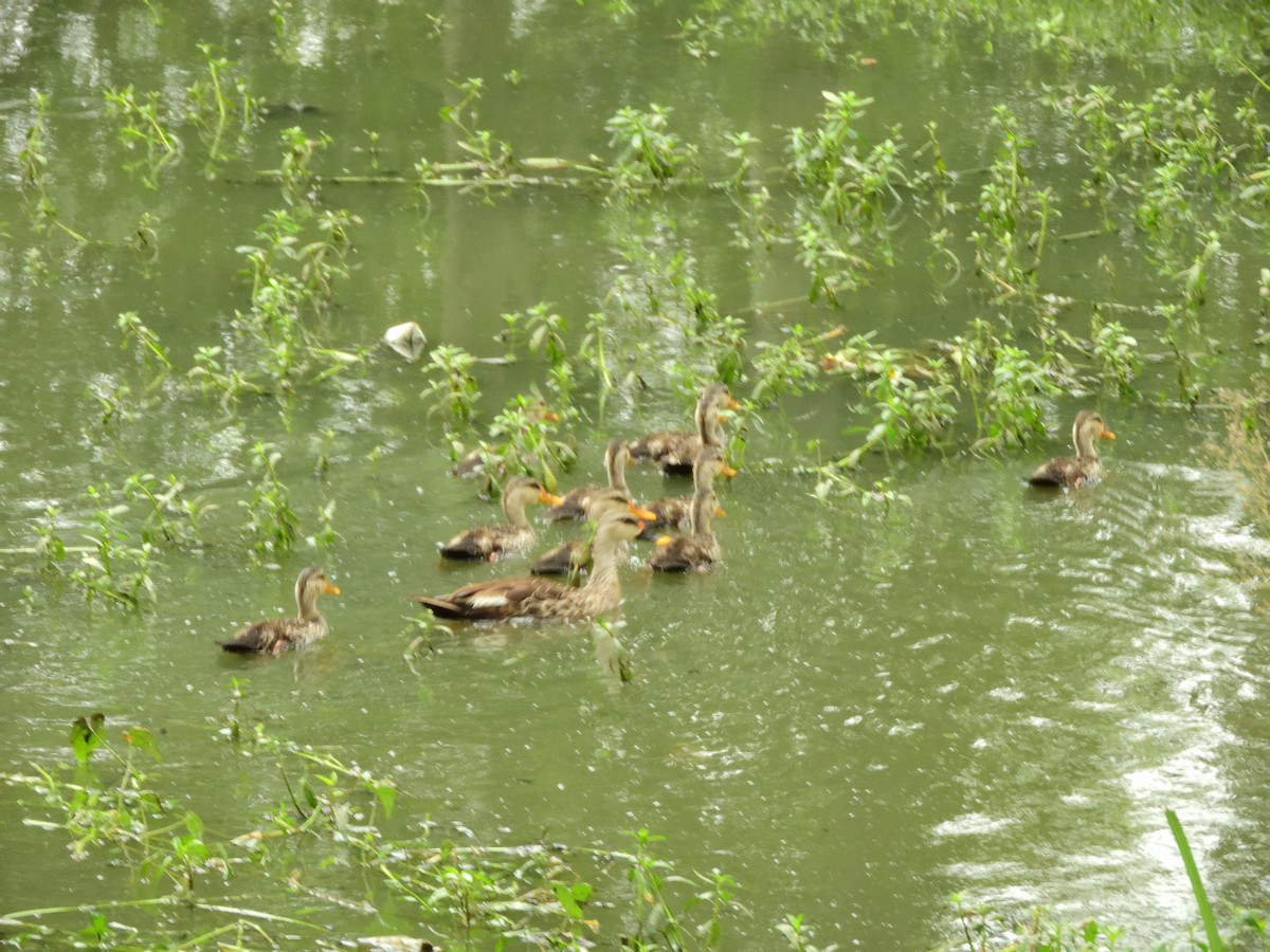 Indian Spot-billed Duck - Vineeth Kartha