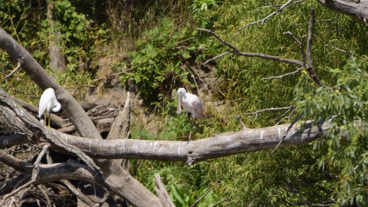 Roseate Spoonbill - Matt Longabaugh