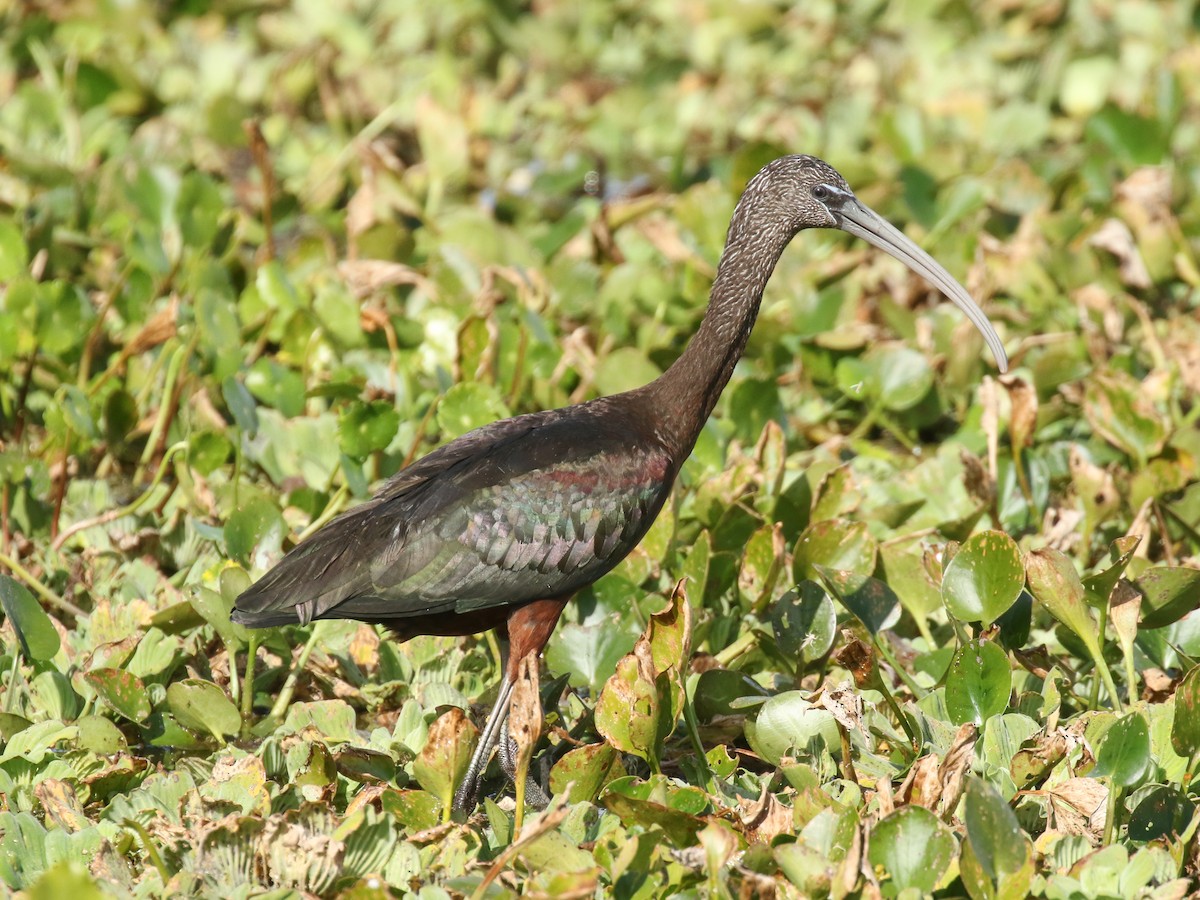 Glossy Ibis - Paul Jacyk