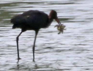 Glossy Ibis - ML67429111