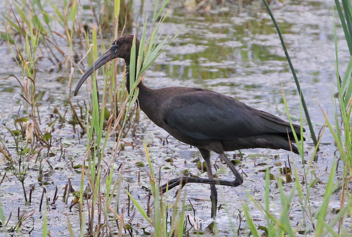 Glossy Ibis - ML67429151