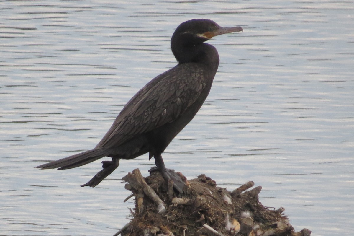 Neotropic Cormorant - ML67429451