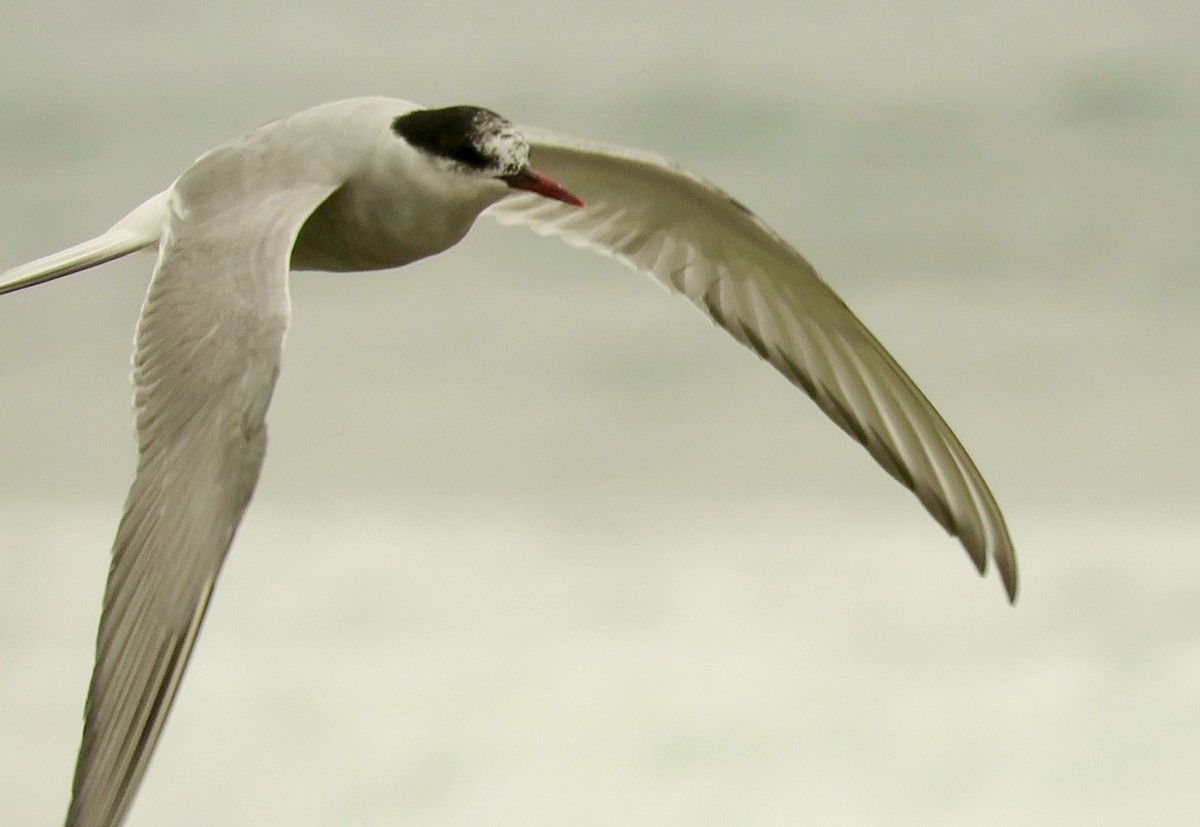 Arctic Tern - Petra Clayton