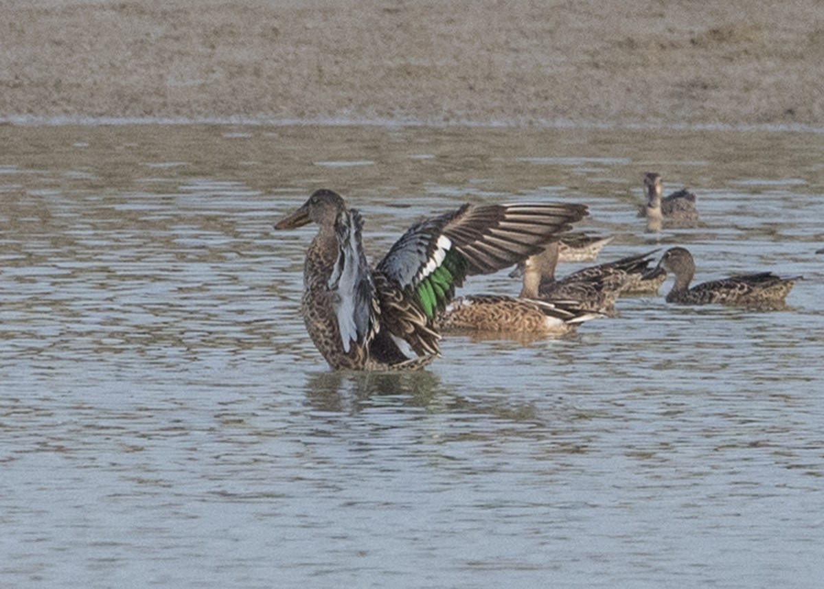 Northern Shoveler - ML67433011