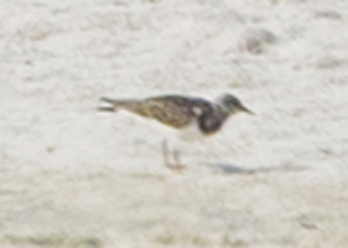 Ruddy Turnstone - ML67433031