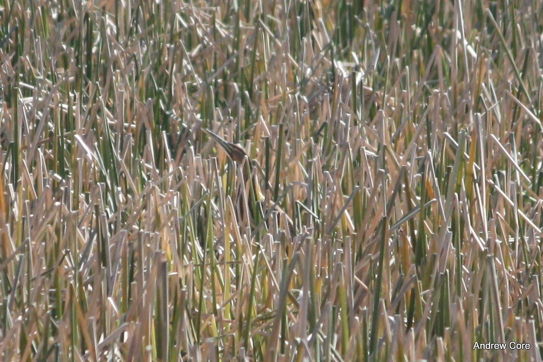 American Bittern - ML67433201