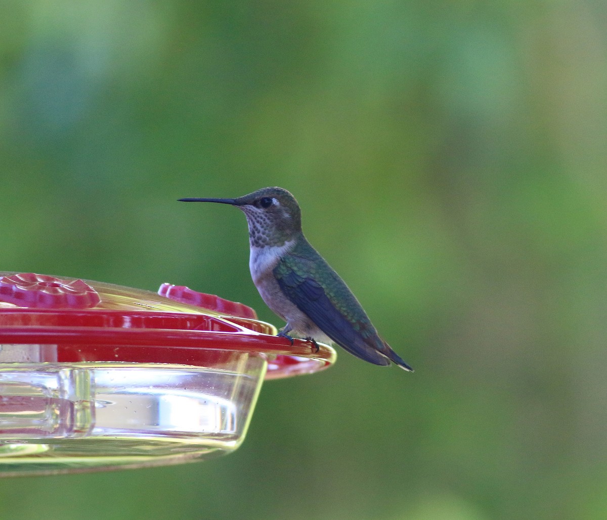 Rufous Hummingbird - Steven Kahl