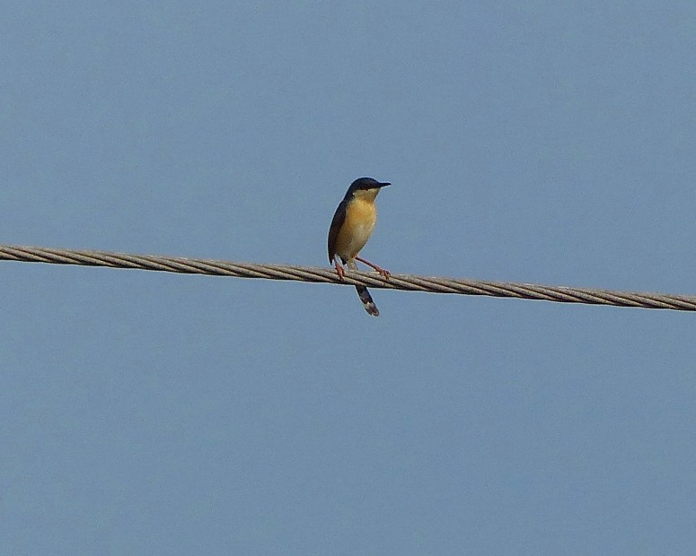 Ashy Prinia - forest venkat