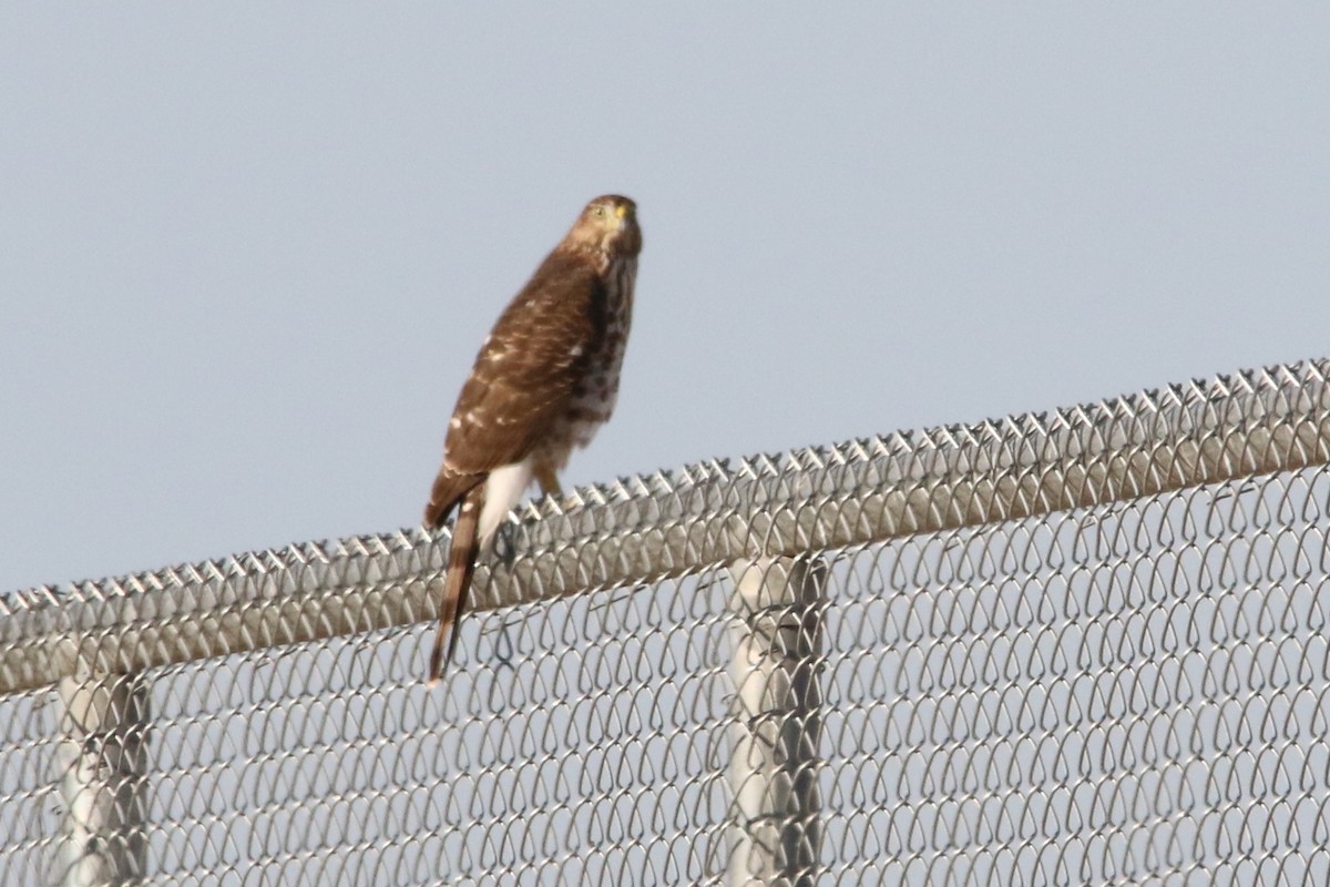 Cooper's Hawk - Louis Hoeniger