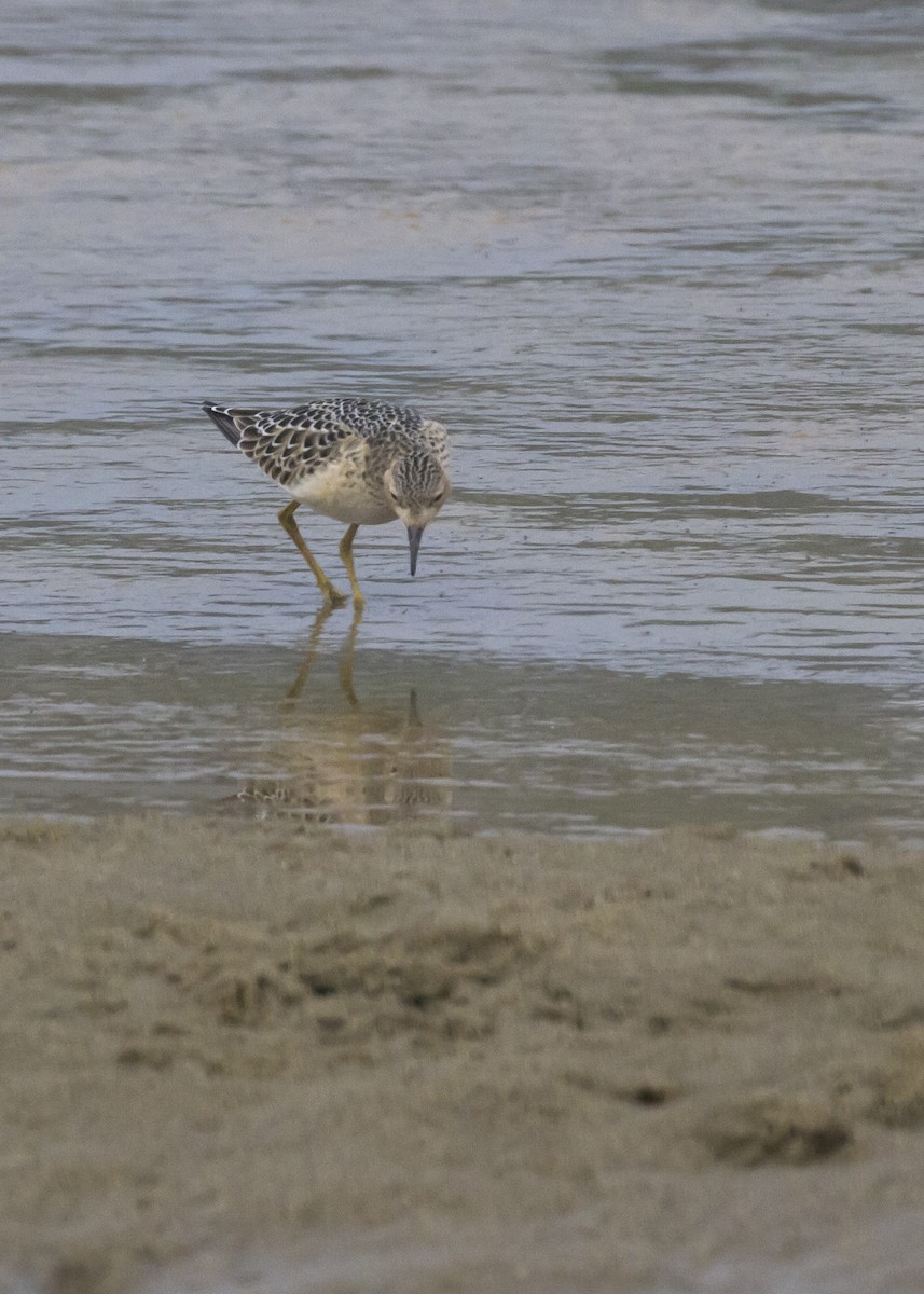 Buff-breasted Sandpiper - ML67435681