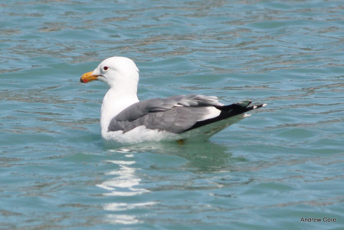 California Gull - ML67436991