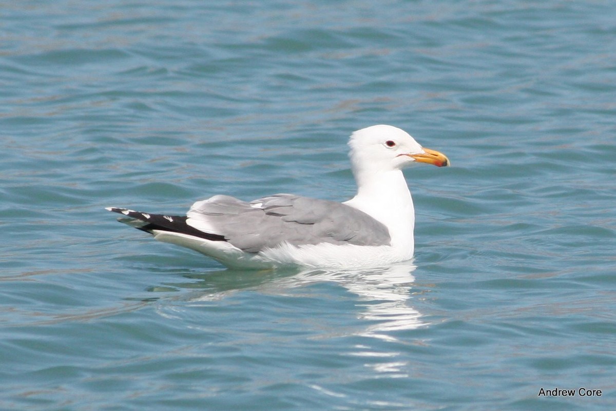 California Gull - ML67437001