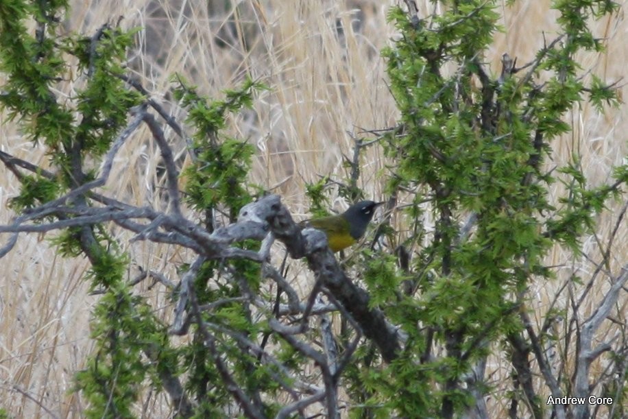 MacGillivray's Warbler - ML67438131