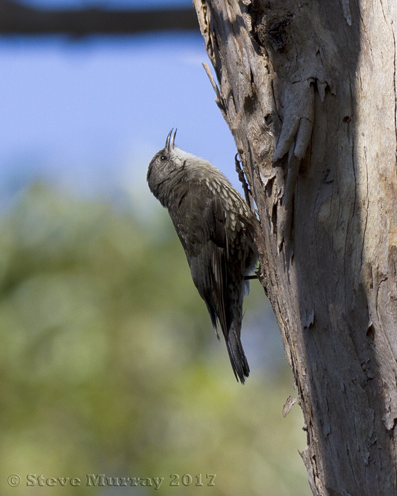 White-throated Treecreeper - ML67438451