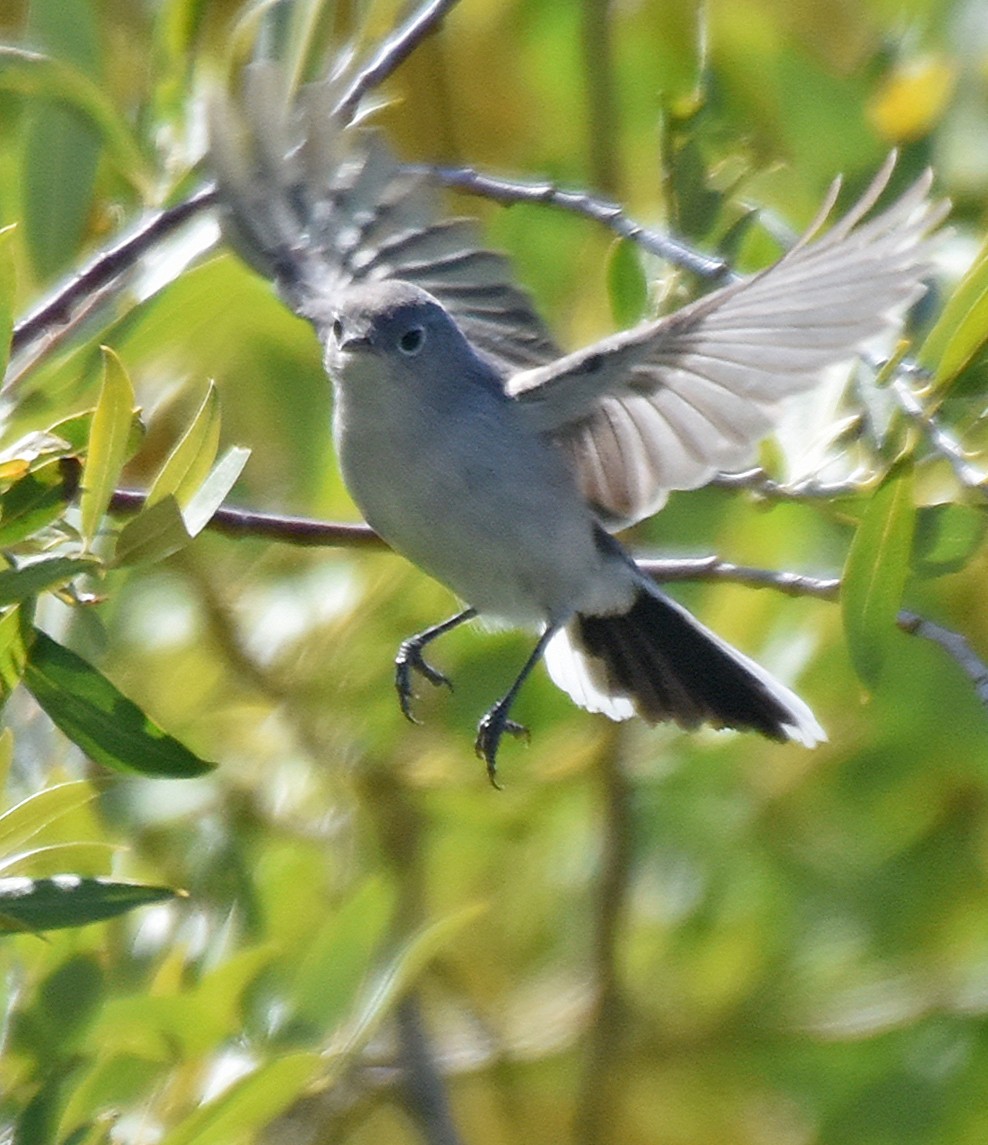 Blue-gray Gnatcatcher - ML67439291