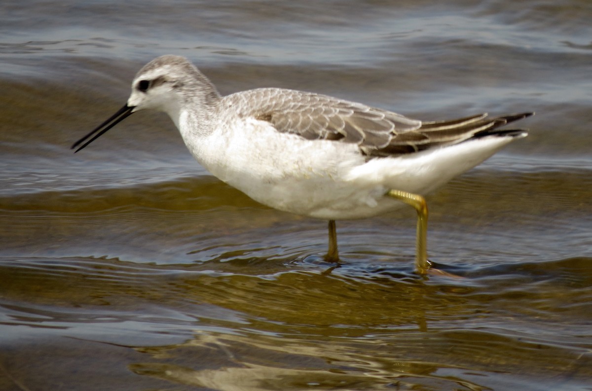 Phalarope de Wilson - ML67439871