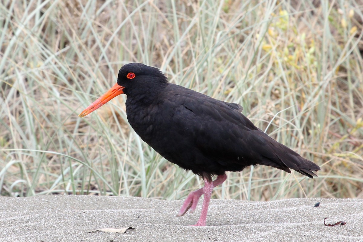 Variable Oystercatcher - Ray Turnbull