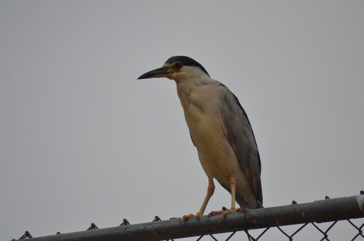 Black-crowned Night Heron - ML67441611