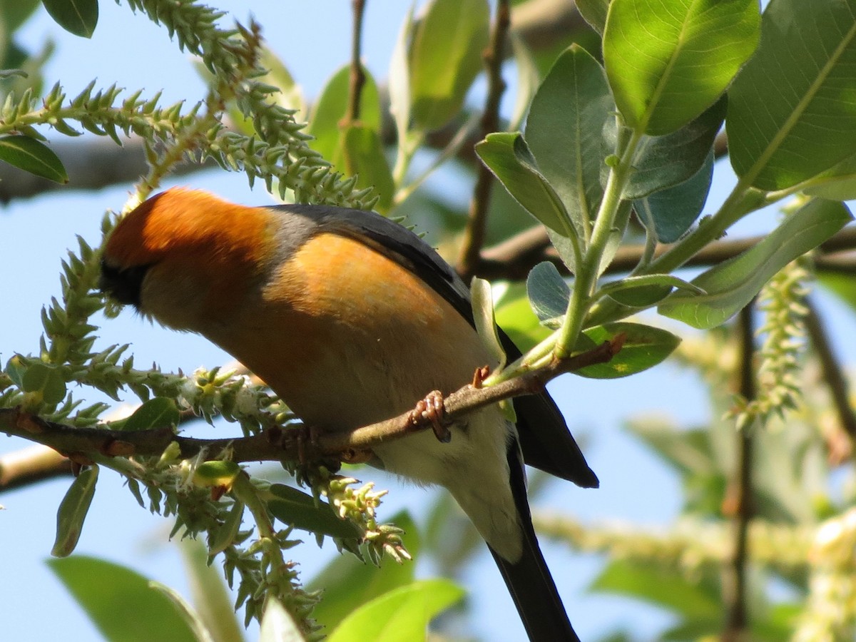 Red-headed Bullfinch - ML67441771