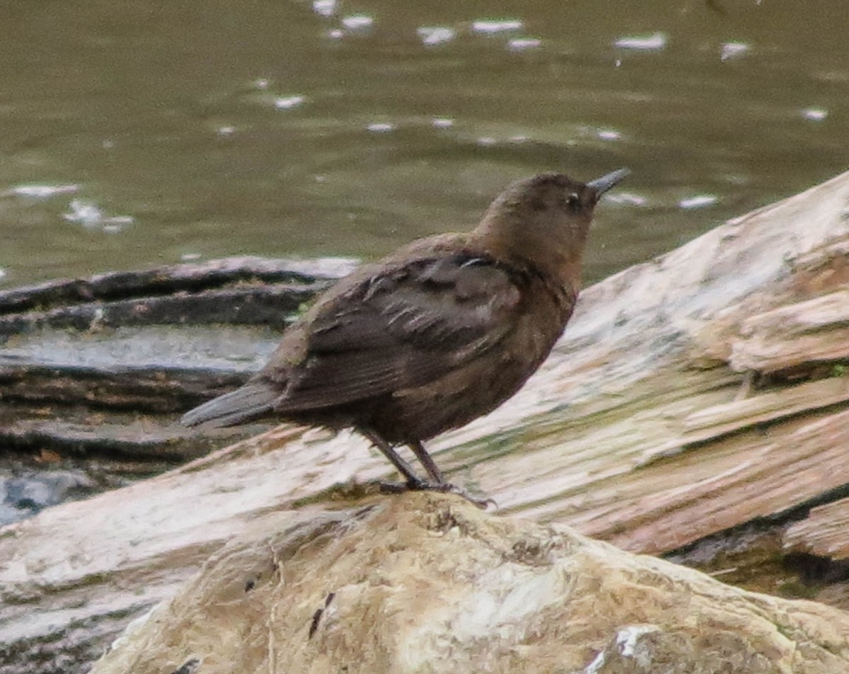 Brown Dipper - ML67441791