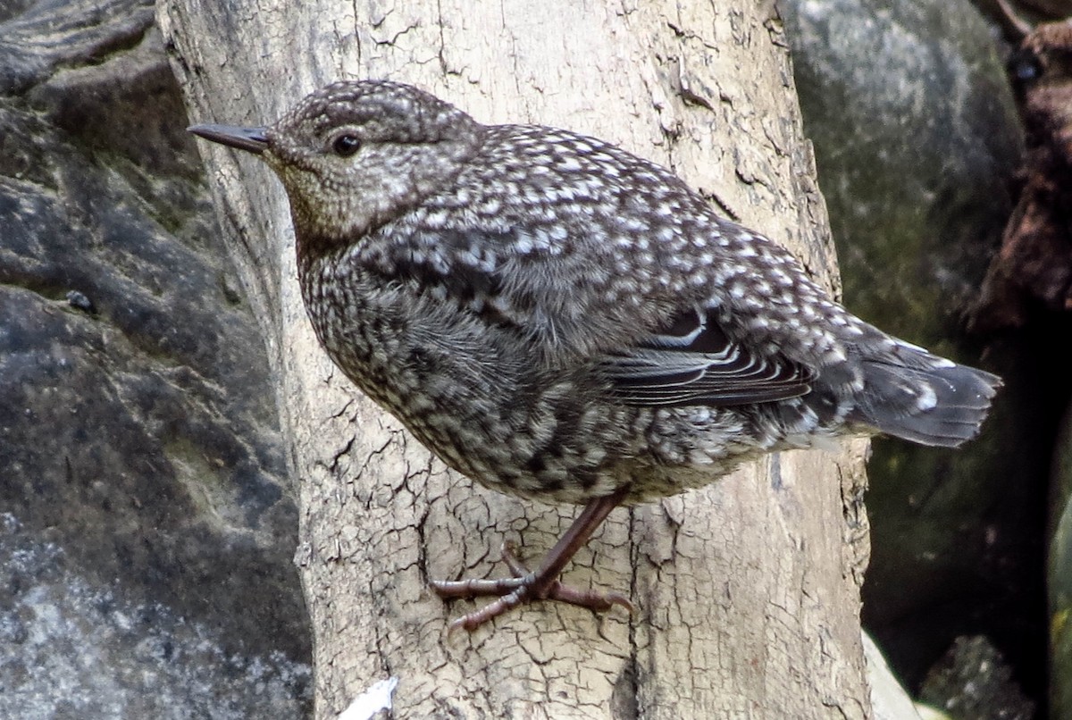 Brown Dipper - ML67441811