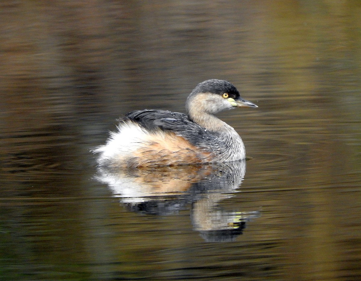 Australasian Grebe - Chris Burwell