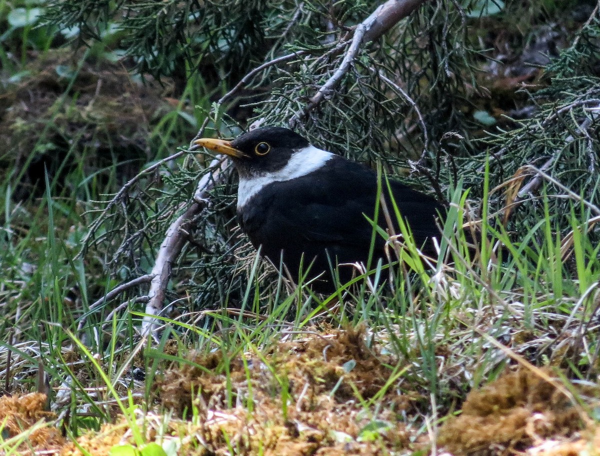 White-collared Blackbird - ML67443421