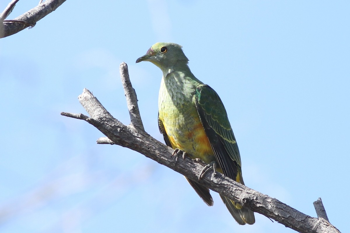 Rose-crowned Fruit-Dove - ML67444591