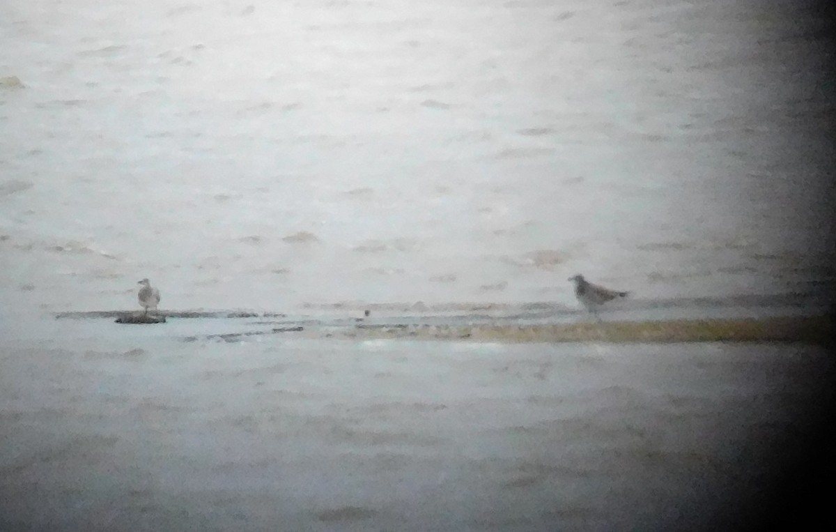Laughing Gull - ML67445321