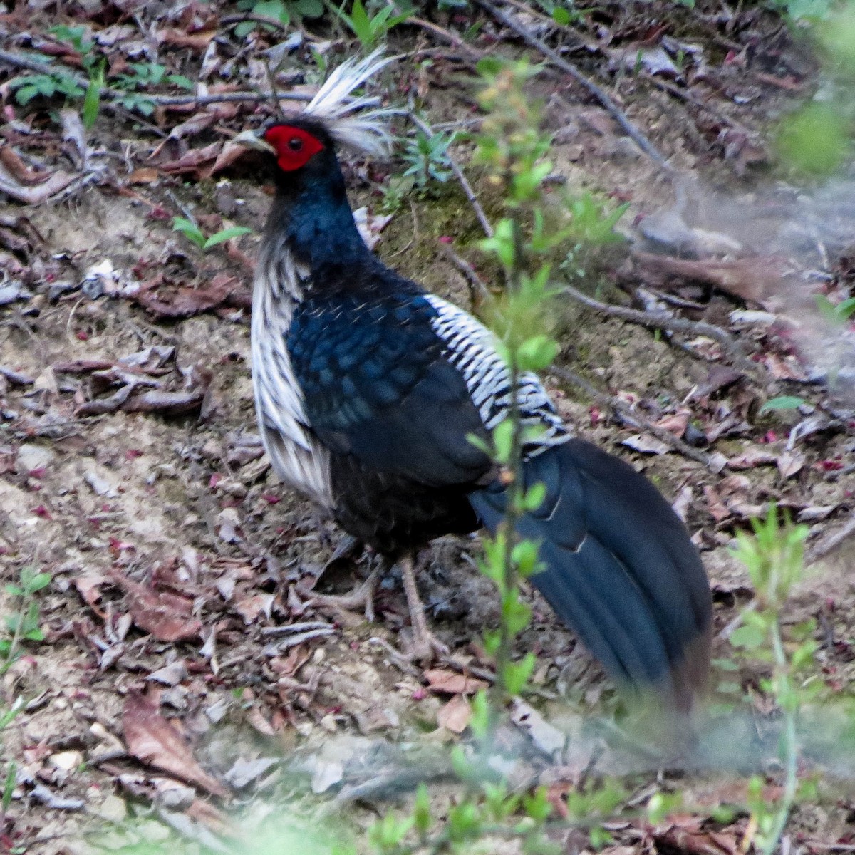 Kalij Pheasant - ML67445711