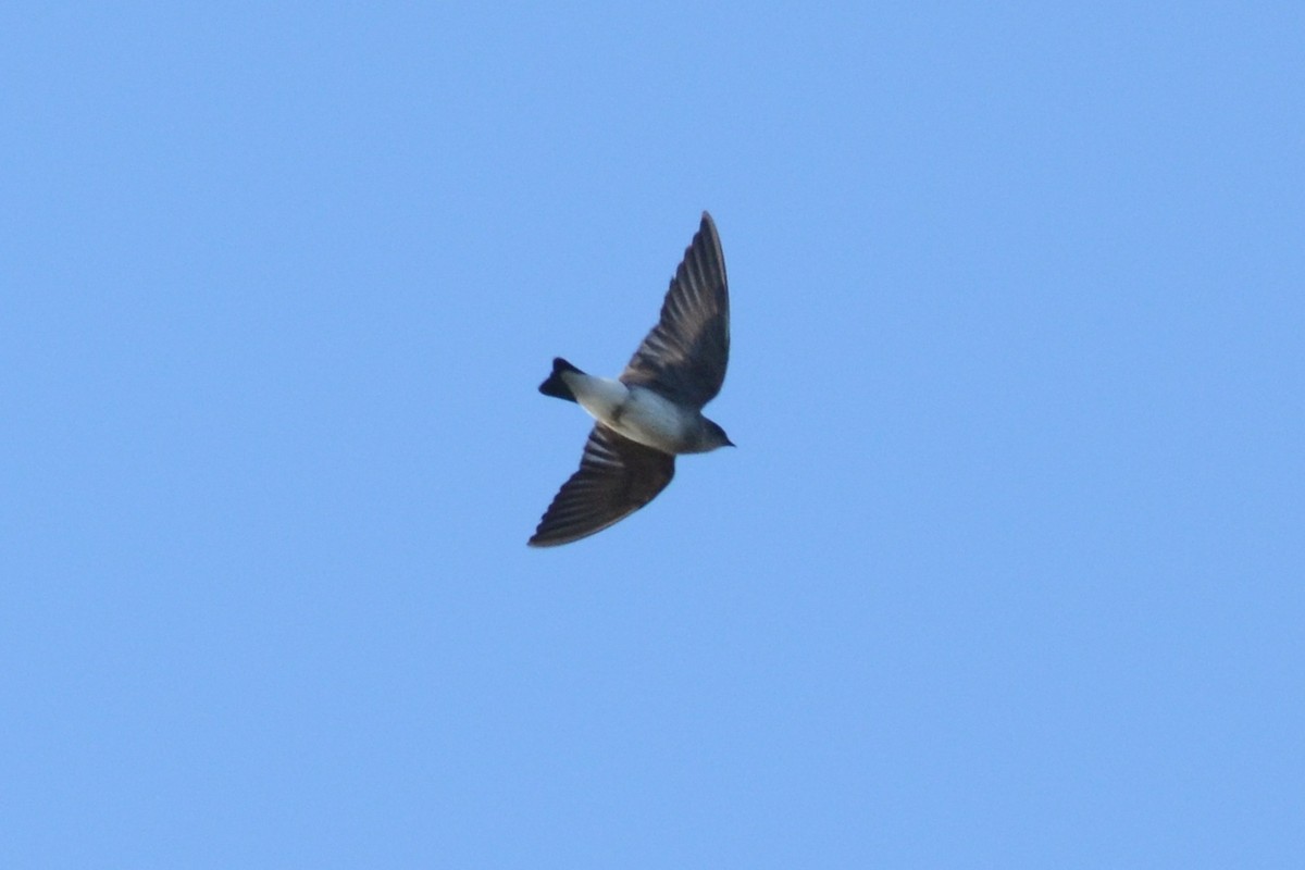 Northern Rough-winged Swallow - ML67445991