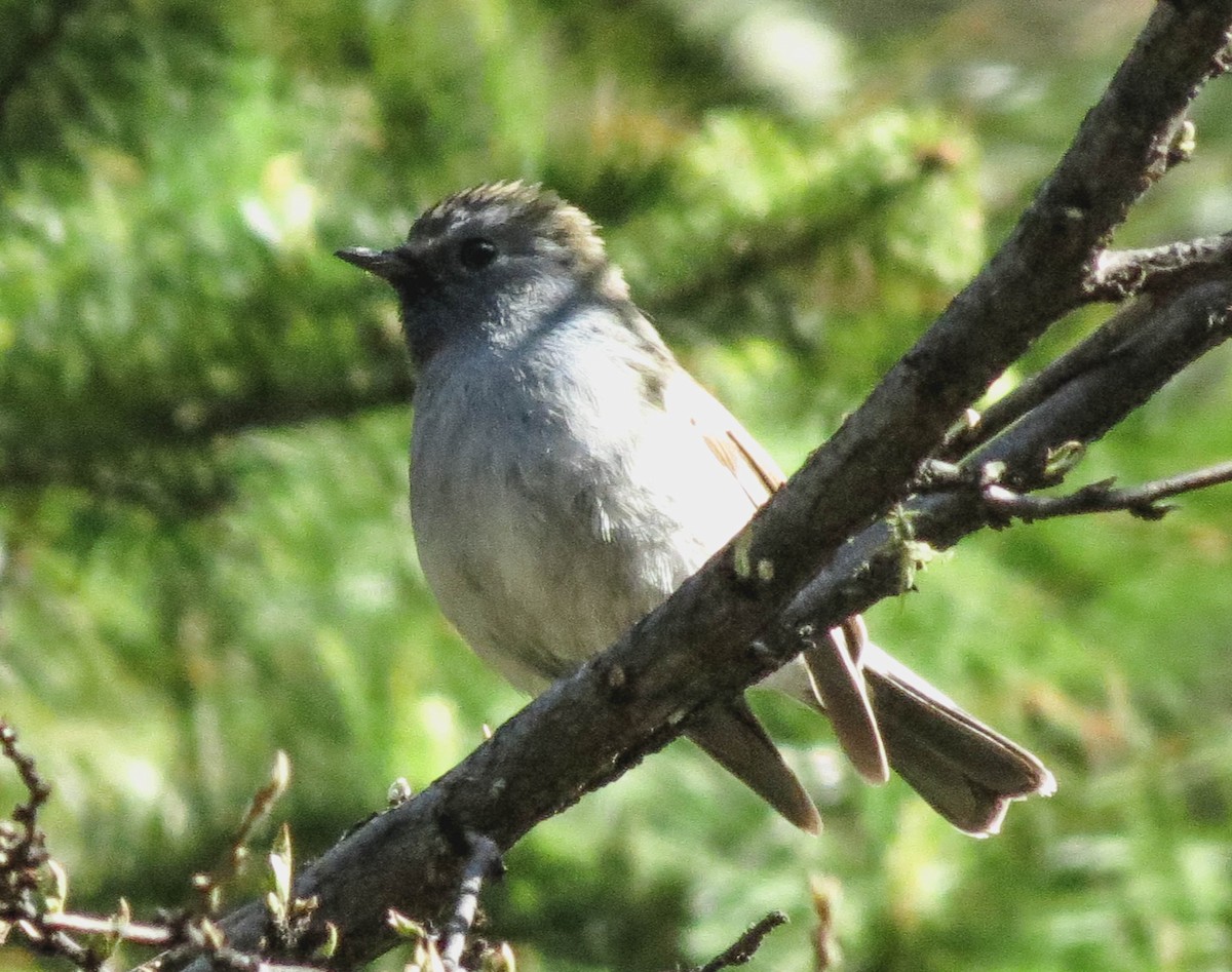 Rufous-gorgeted Flycatcher - ML67446001