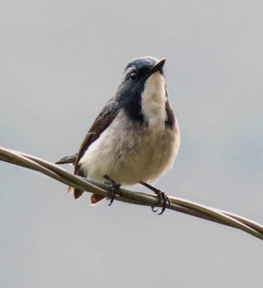 Ultramarine Flycatcher - ML67446051