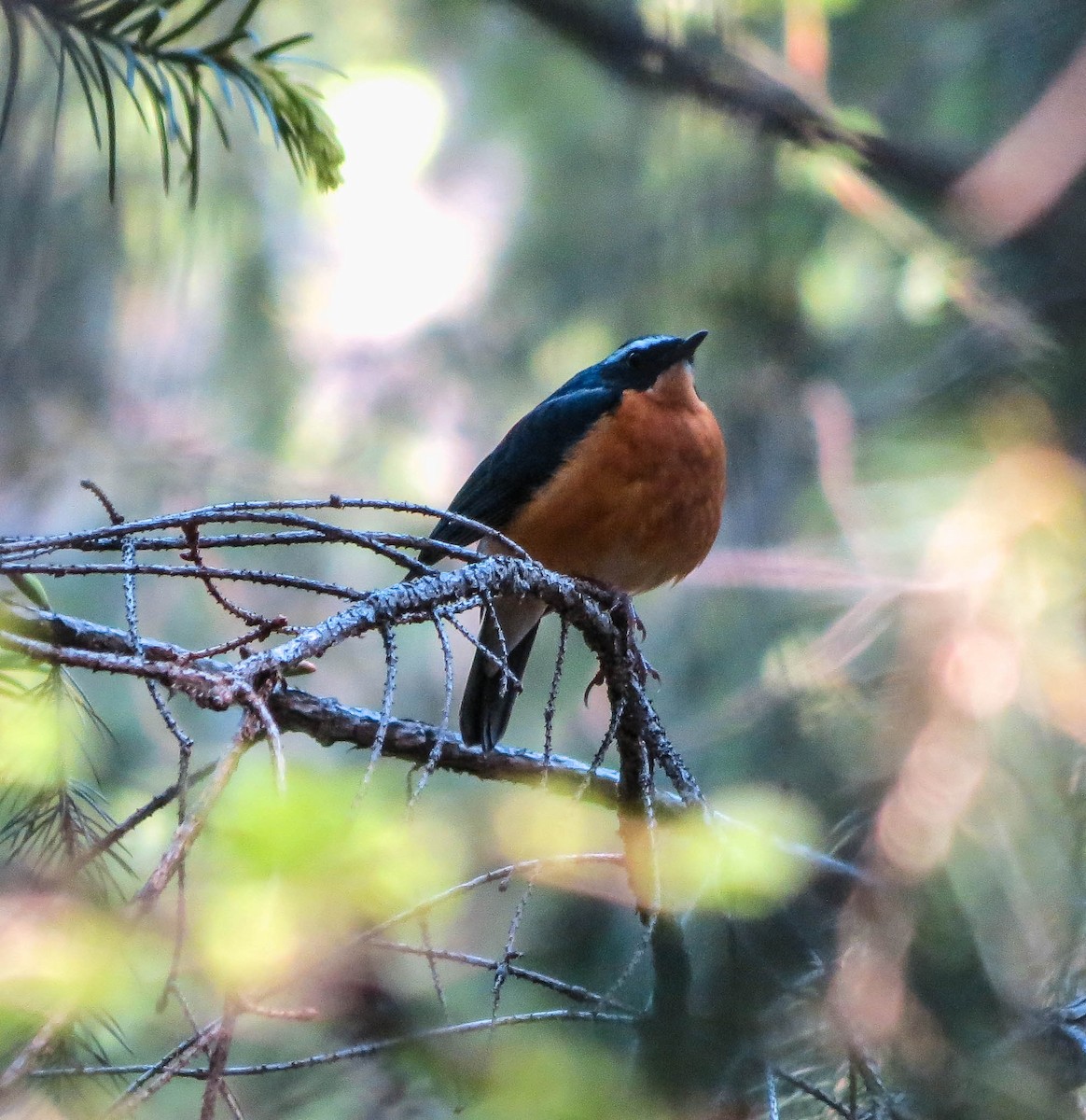 Maskeli Mavi Bülbül - ML67446091