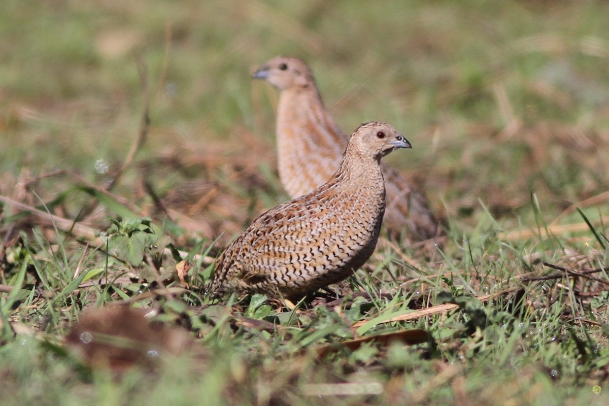 Brown Quail - ML67446301