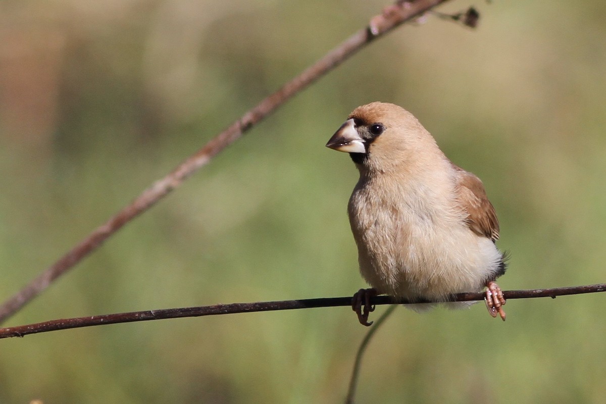 Masked Finch - ML67446391