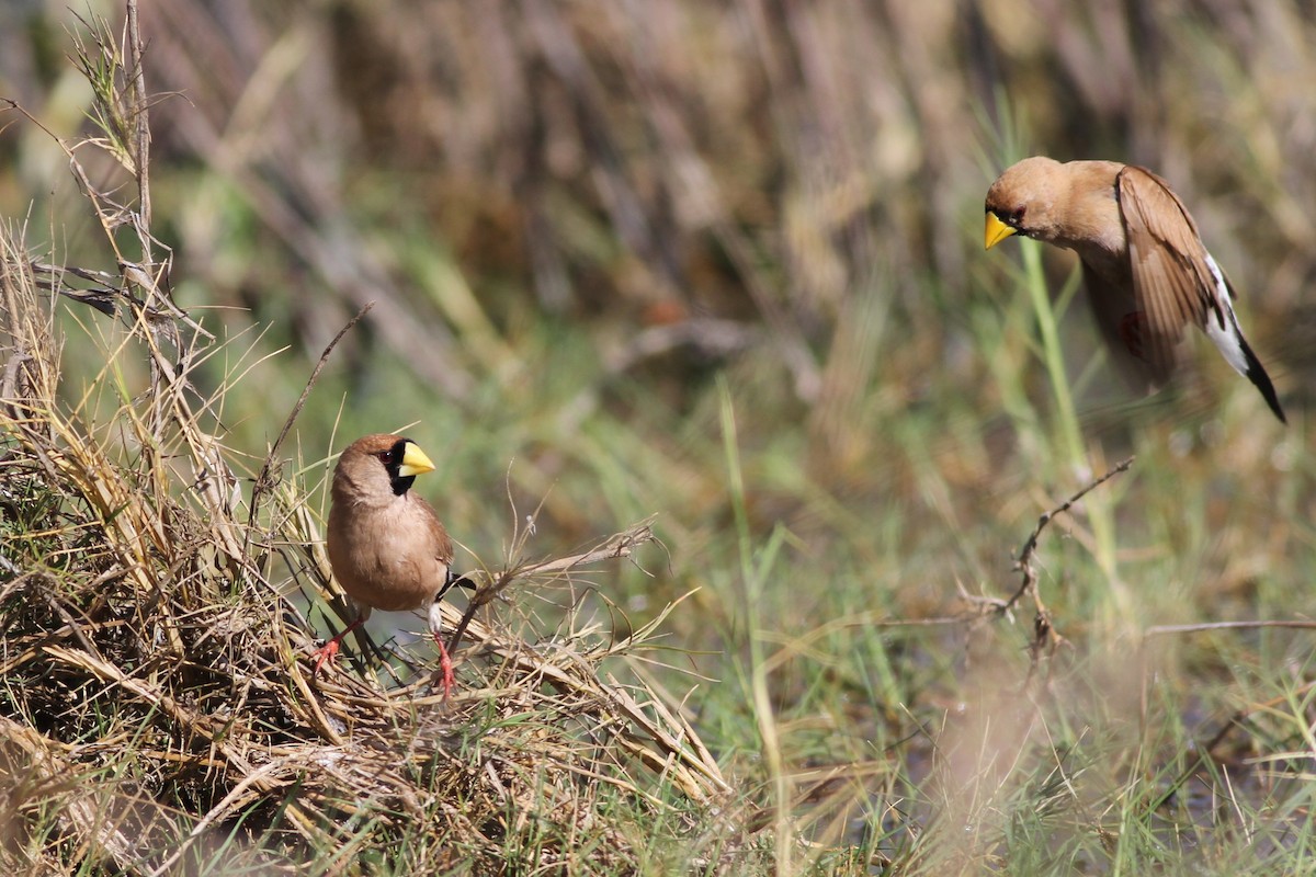 Masked Finch - ML67446411