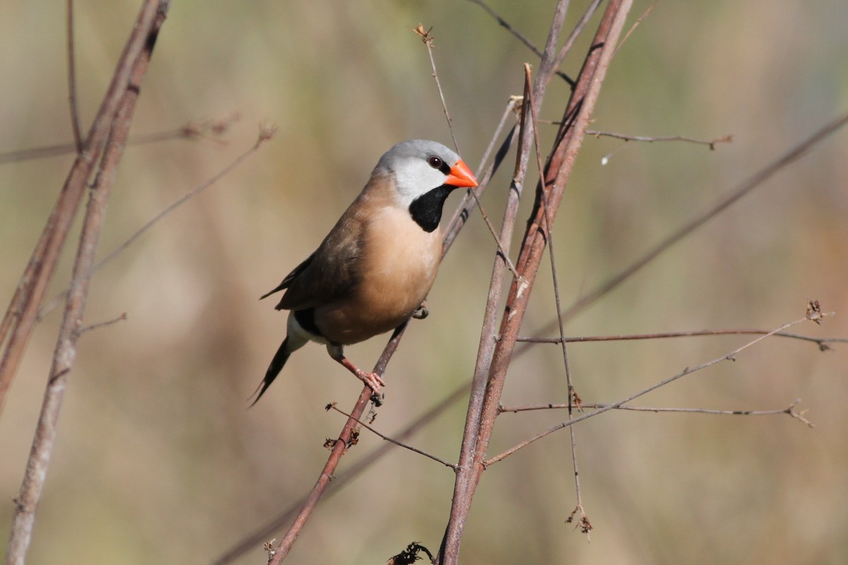 Long-tailed Finch - ML67446431