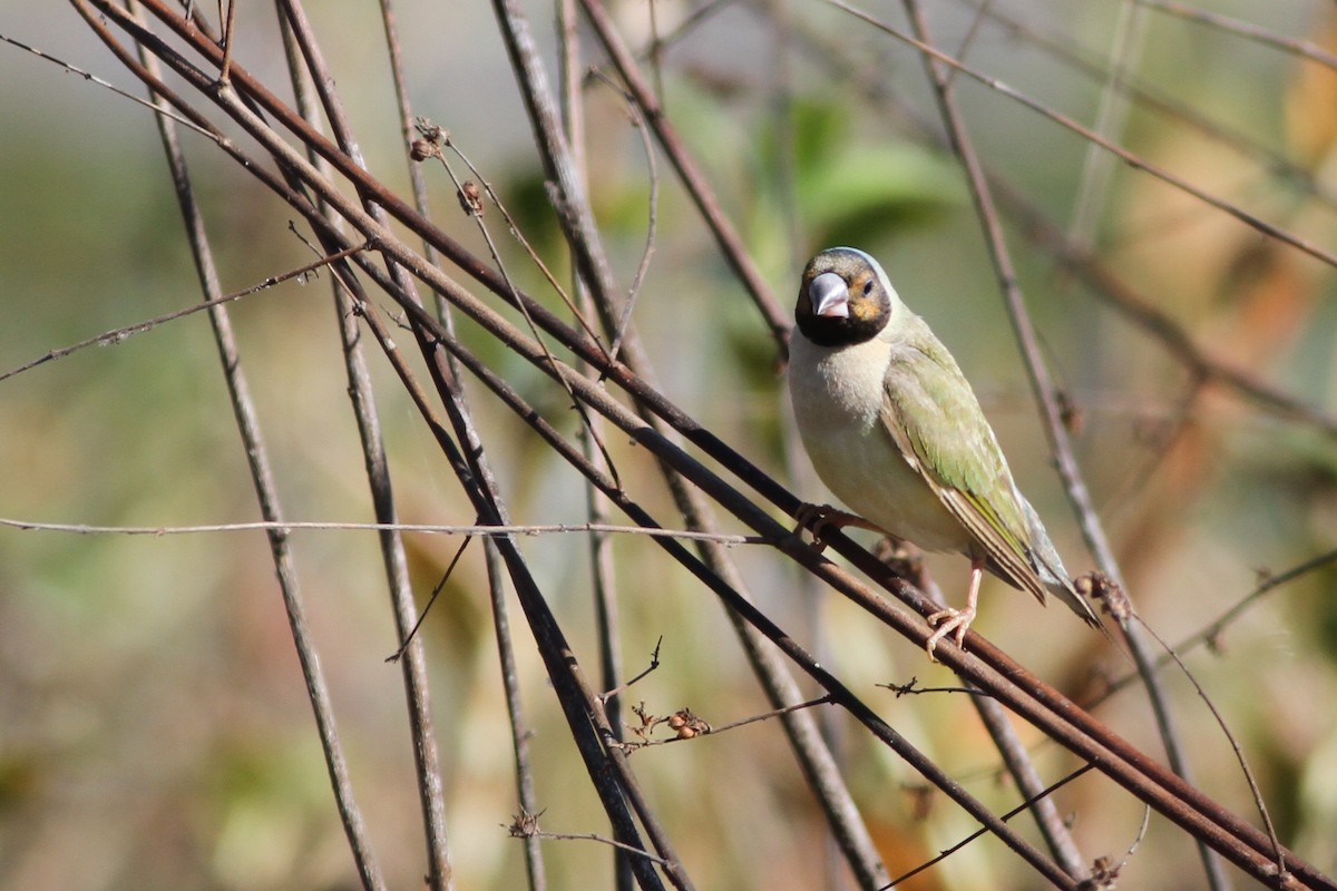 Diamant de Gould - ML67446441