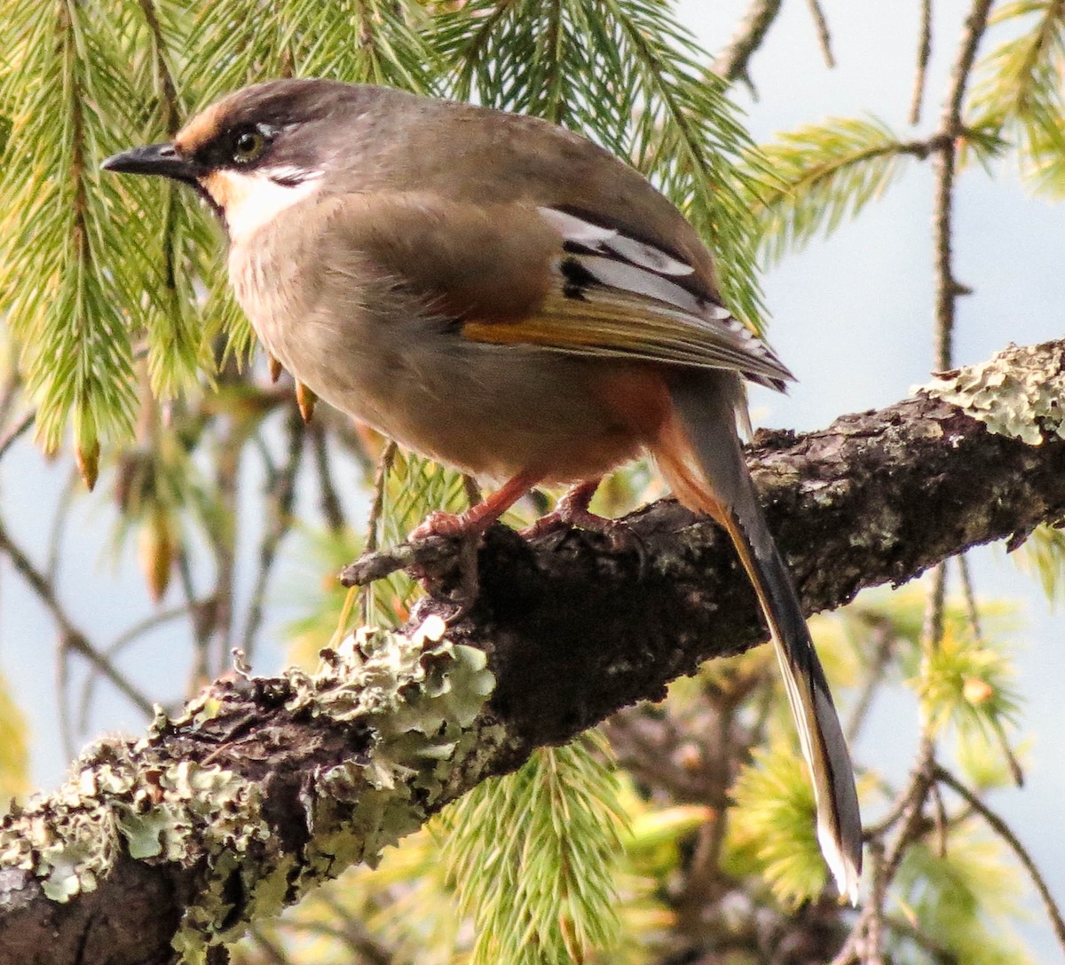 Sarı Kanatlı Gevezeardıç - ML67446481