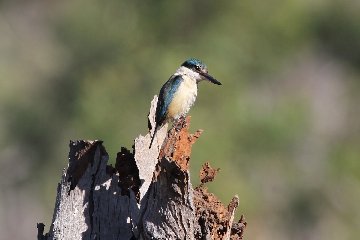 Sacred Kingfisher - ML67446491