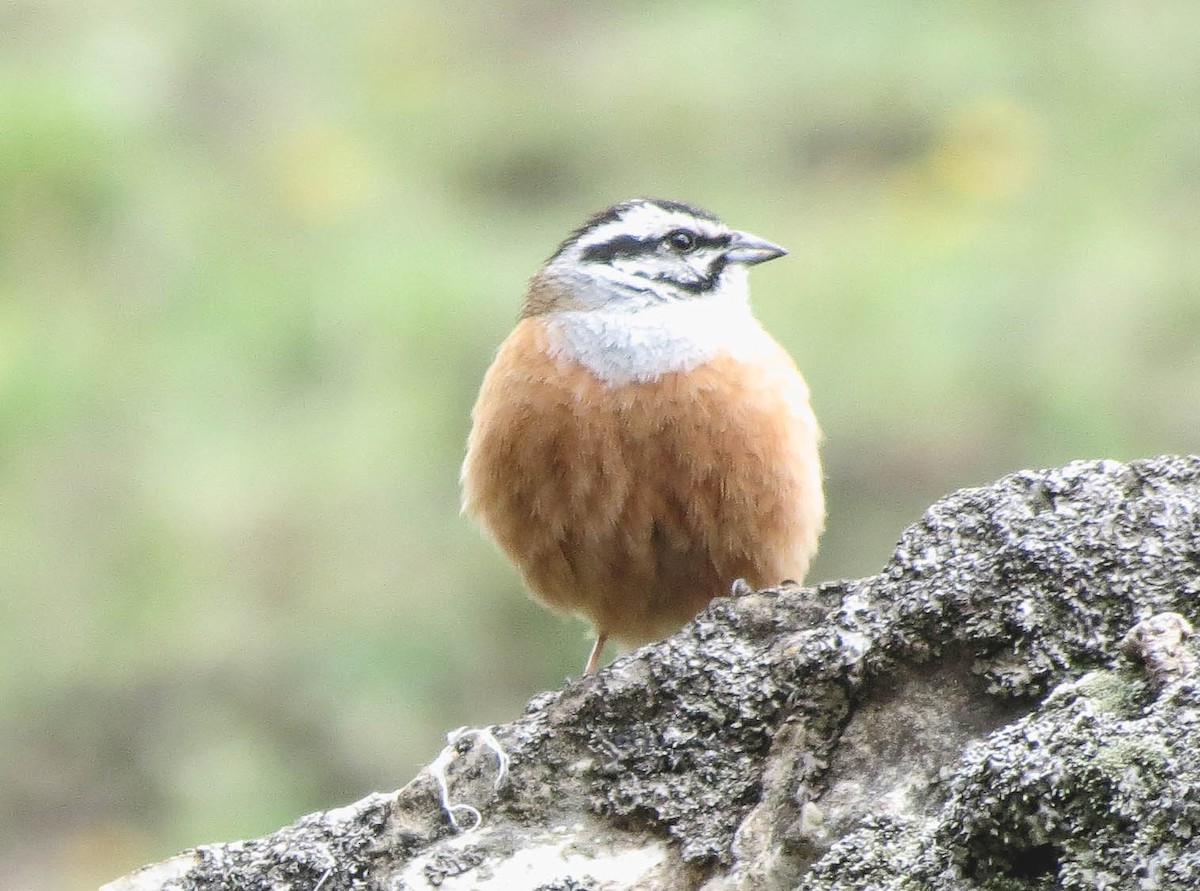 Kaya Çintesi - ML67446501