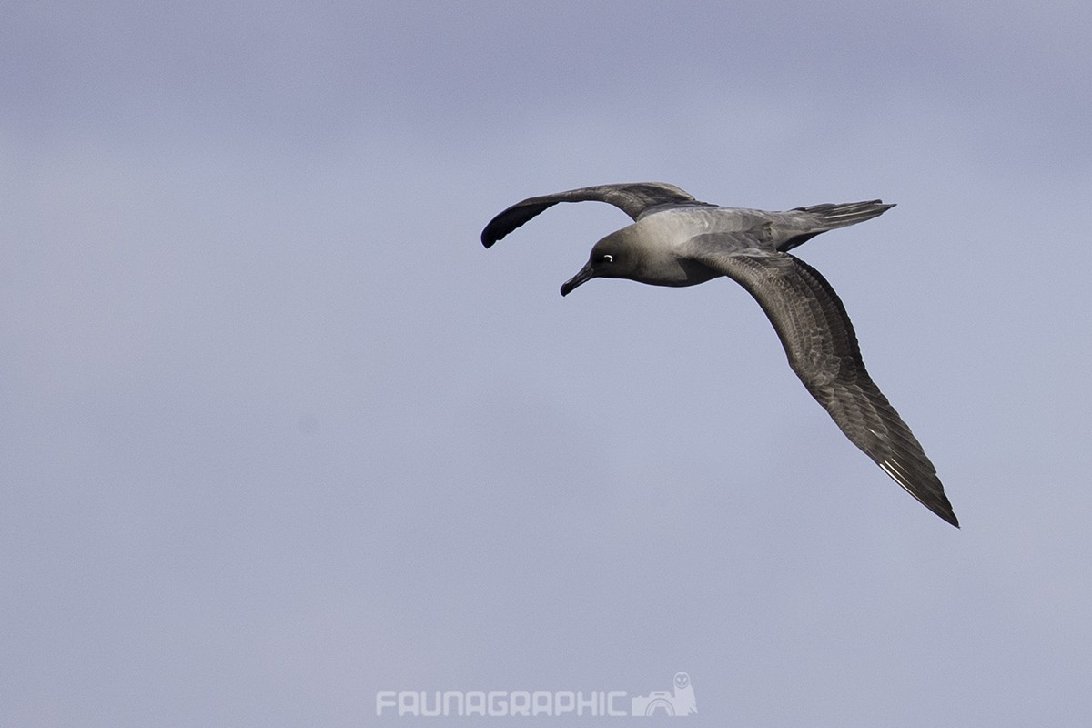 Graumantelalbatros - ML67447781