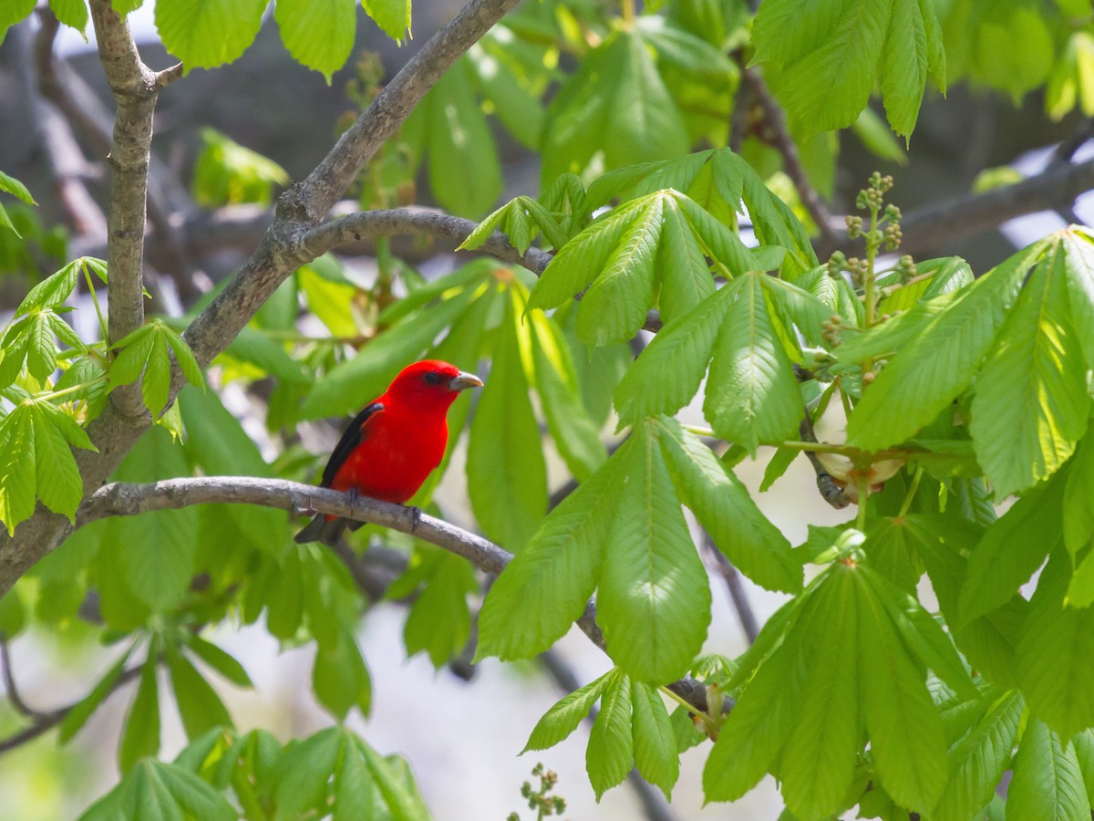 Breeding male