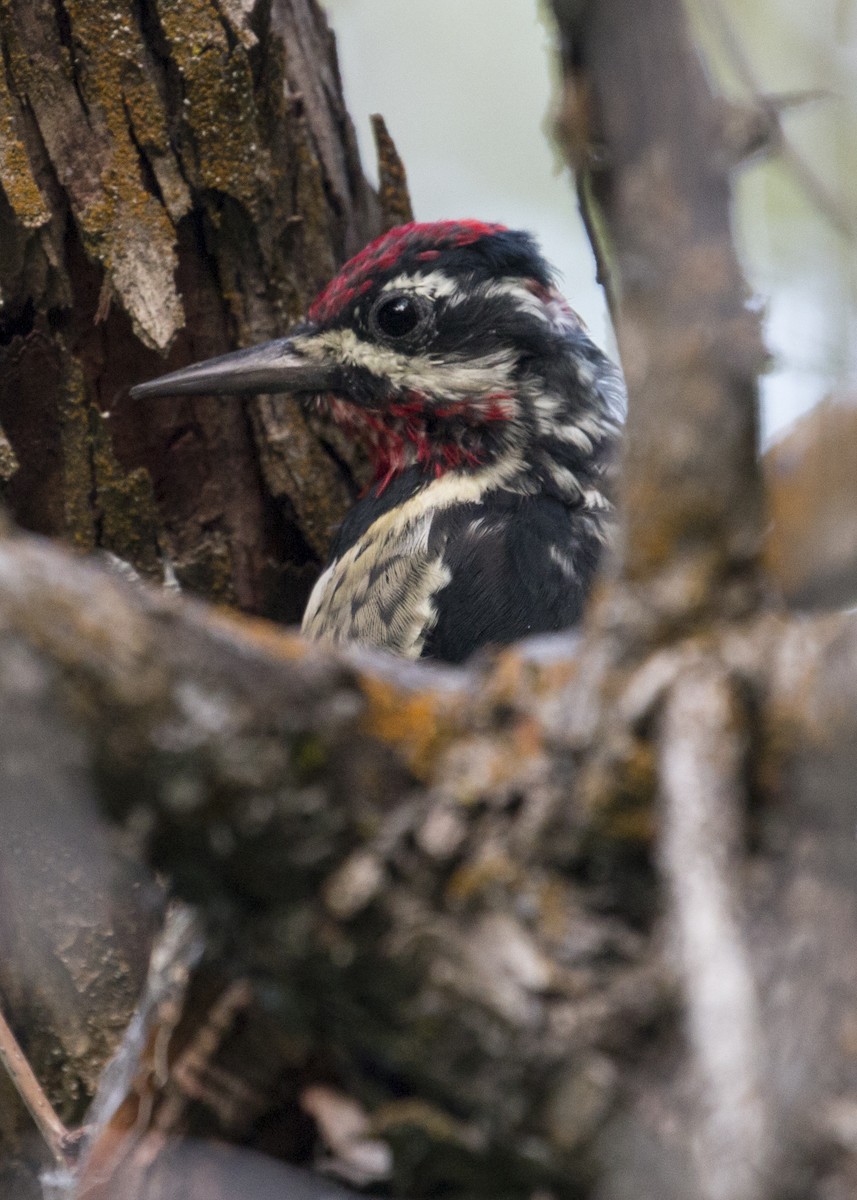 Red-naped Sapsucker - ML67449671