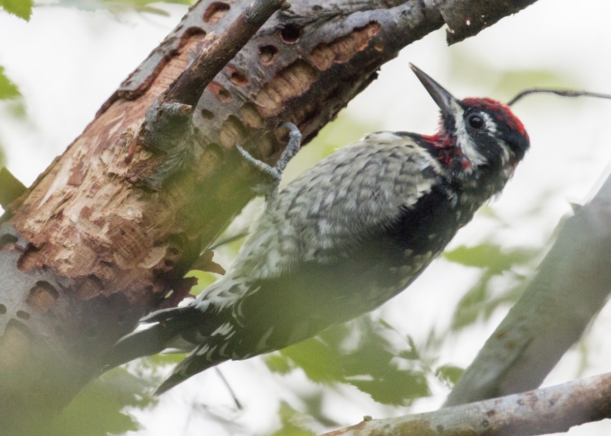 Red-naped Sapsucker - ML67449681